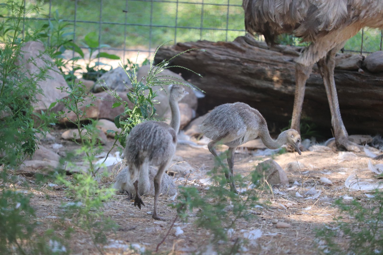 Catoctin Wildlife Preserve and Zoo - Rhea