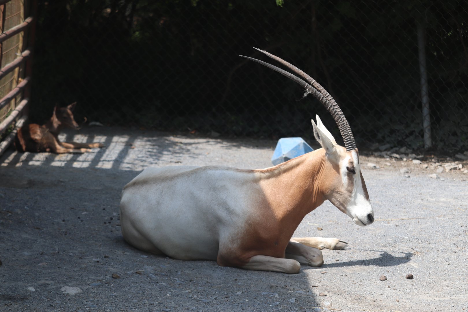 Catoctin Wildlife Preserve and Zoo - Scimitar-Horned Oryx