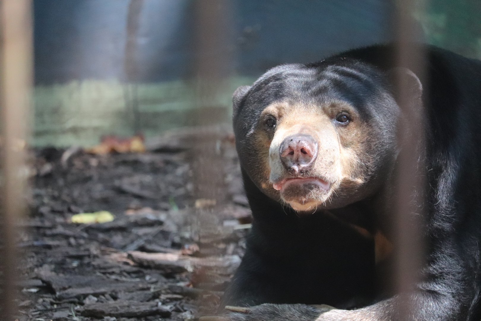 Catoctin Wildlife Preserve and Zoo - Sun Bear