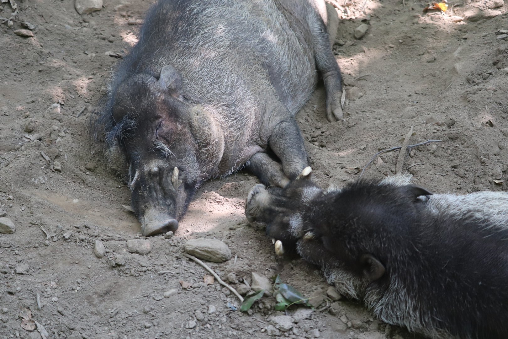 Catoctin Wildlife Preserve and Zoo - Visayan Warty Pig