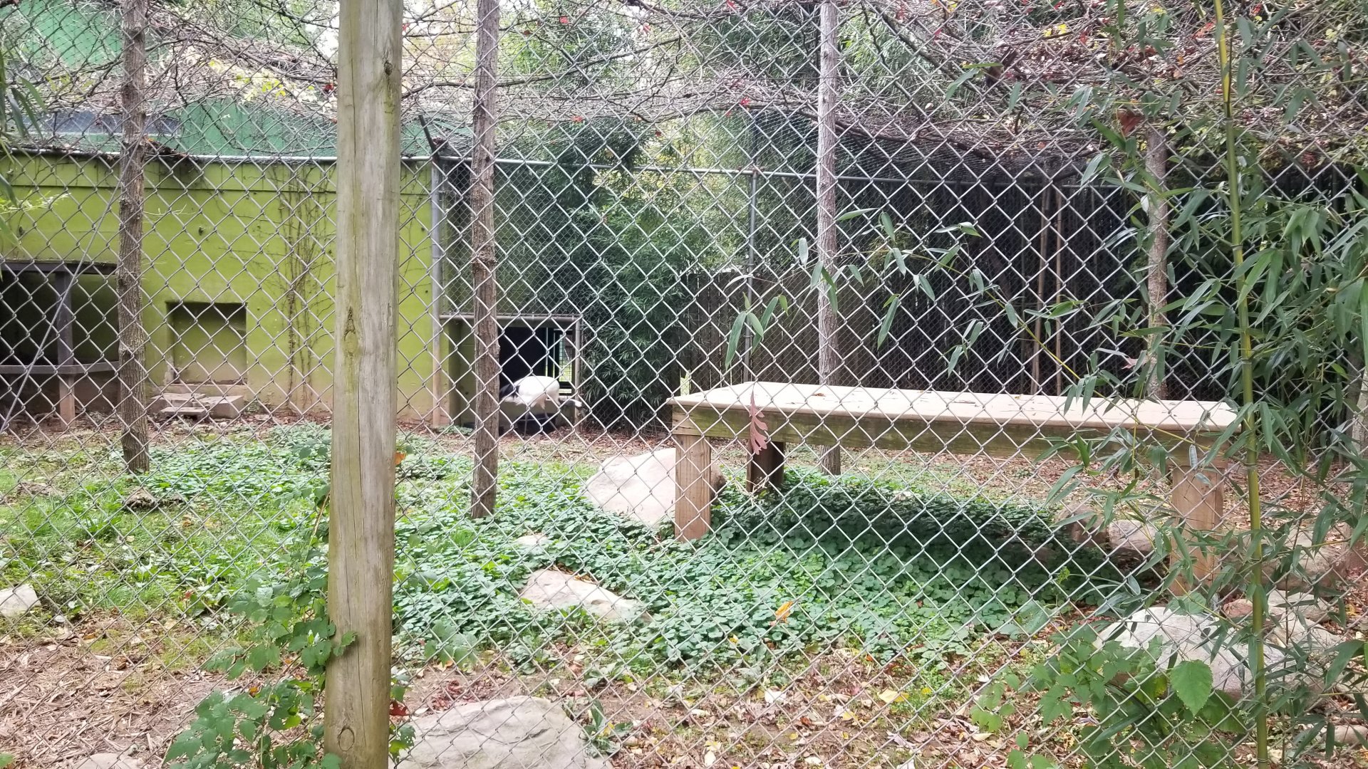 Catoctin Wildlife Preserve - another Red Crowned Crane