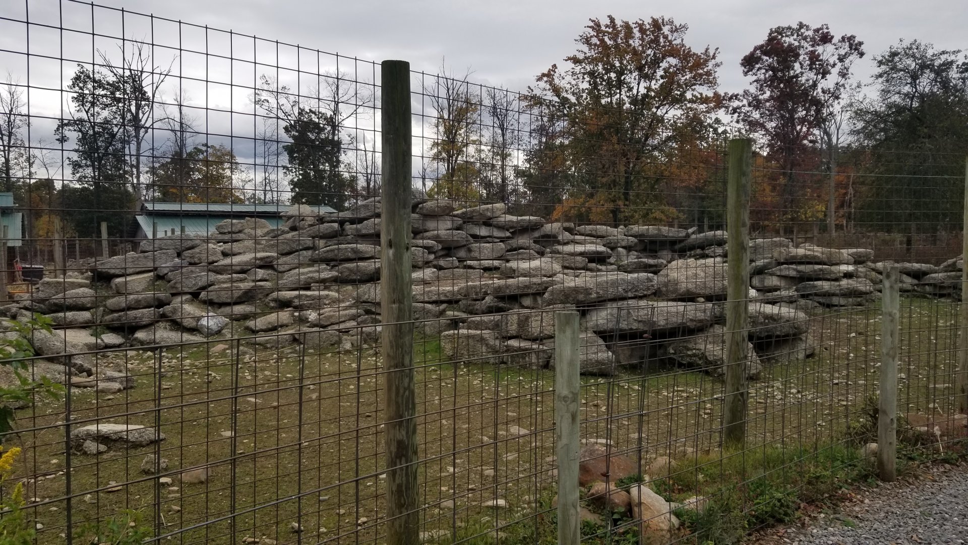Catoctin Wildlife Preserve - Aoudad