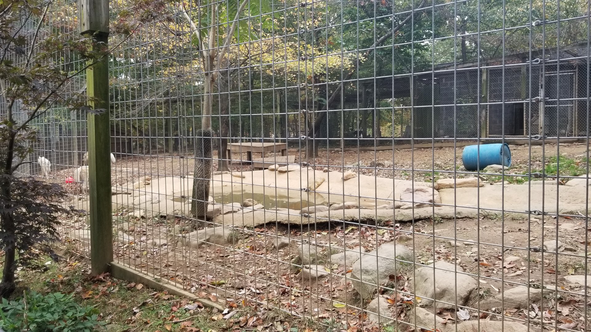 Catoctin Wildlife Preserve - Arctic Wolves