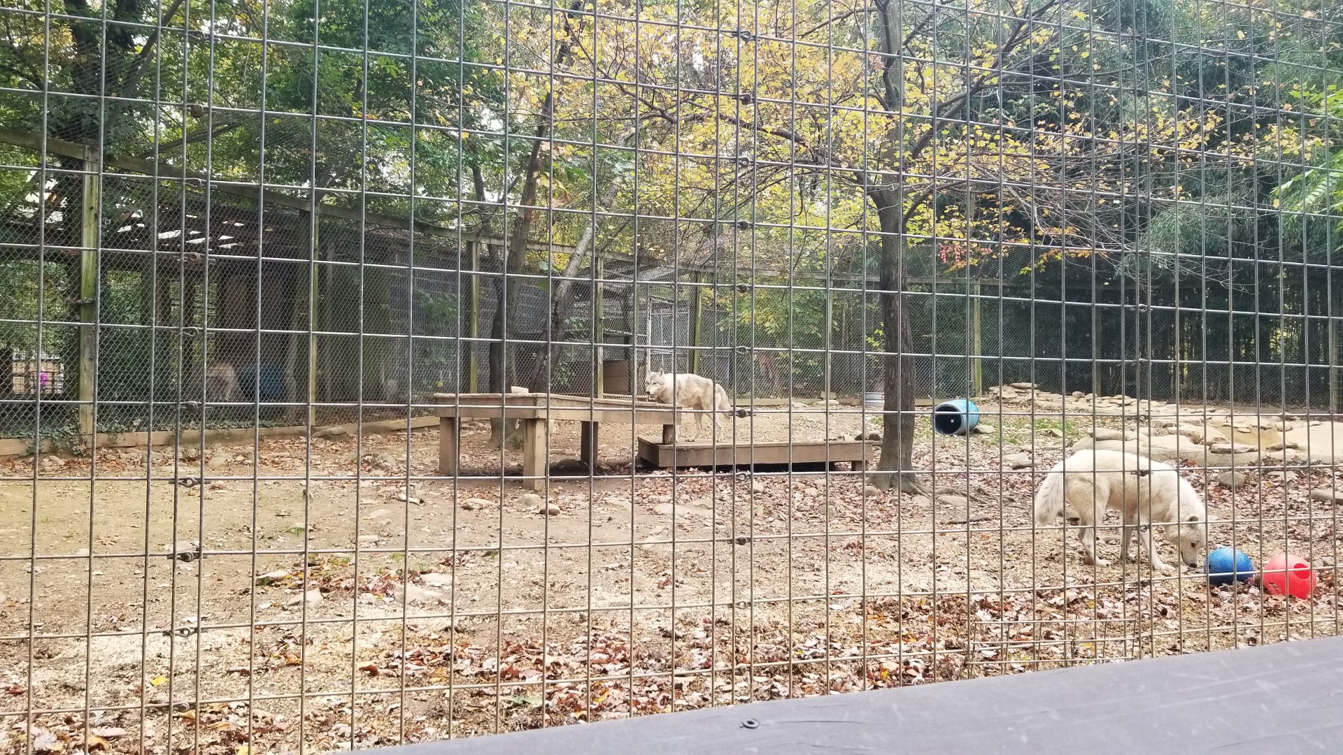Catoctin Wildlife Preserve - Arctic Wolves