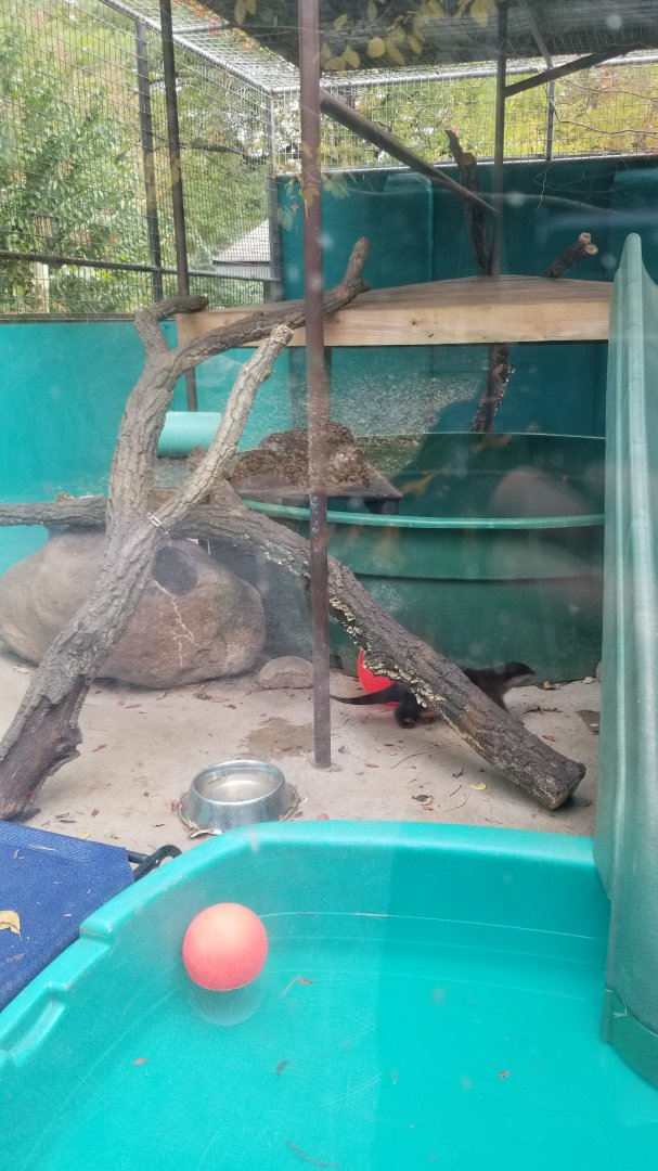 Catoctin Wildlife Preserve - Asian Small-clawed Otters