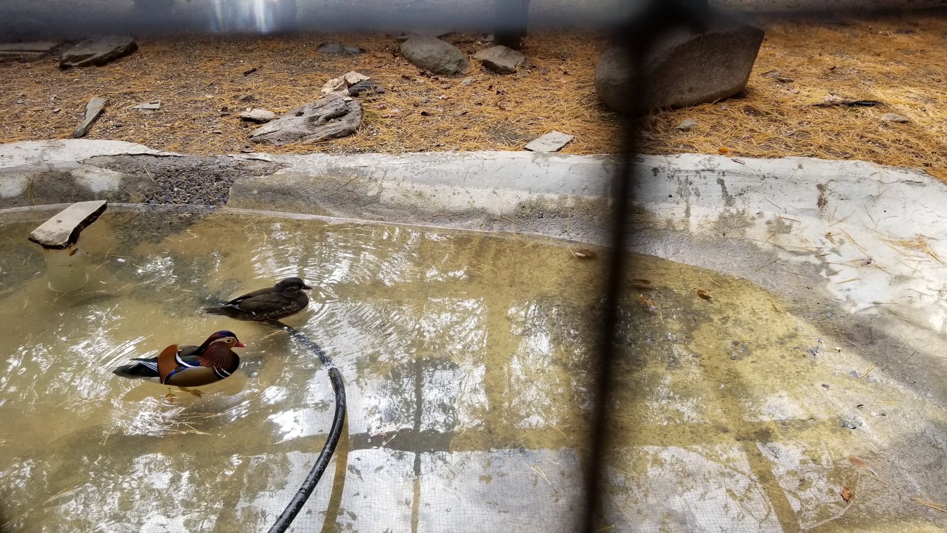 Catoctin Wildlife Preserve - Australia Aviary - Mandarin Ducks, male and female