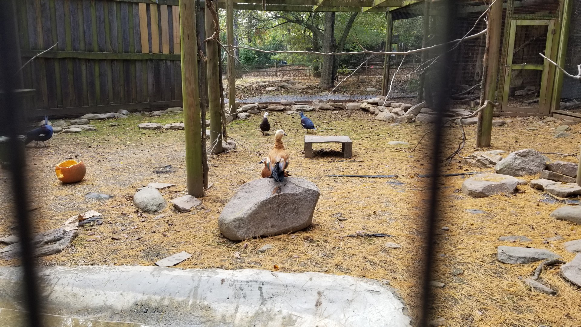 Catoctin Wildlife Preserve - Australia Aviary - Ruddy shelduck, Paradise Shelduck (?), Western Crowned Pigeon