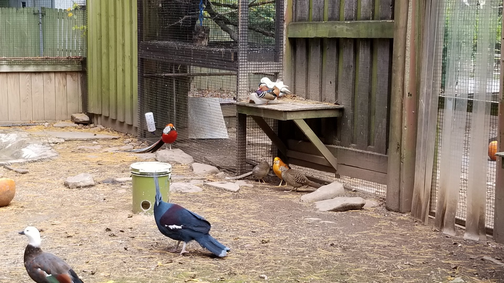 Catoctin Wildlife Preserve - Australia Aviary - Western crowned pigeon, golden pheasant, Mandarin duck inc. albino, paradise shelduck (?)