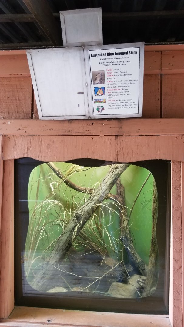 Catoctin Wildlife Preserve - "Australia Reptiles" - Blue-tongued Skink