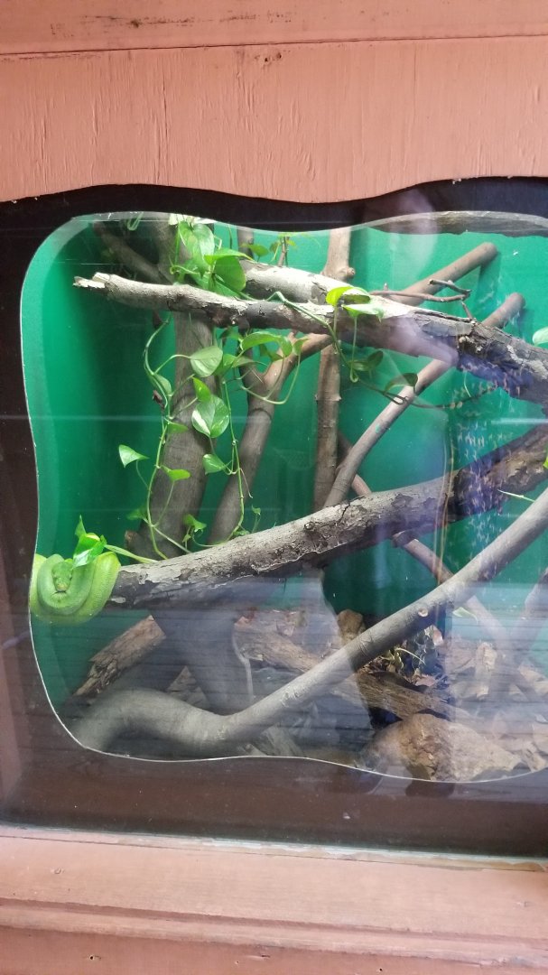 Catoctin Wildlife Preserve - "Australia Reptiles" - Green tree python