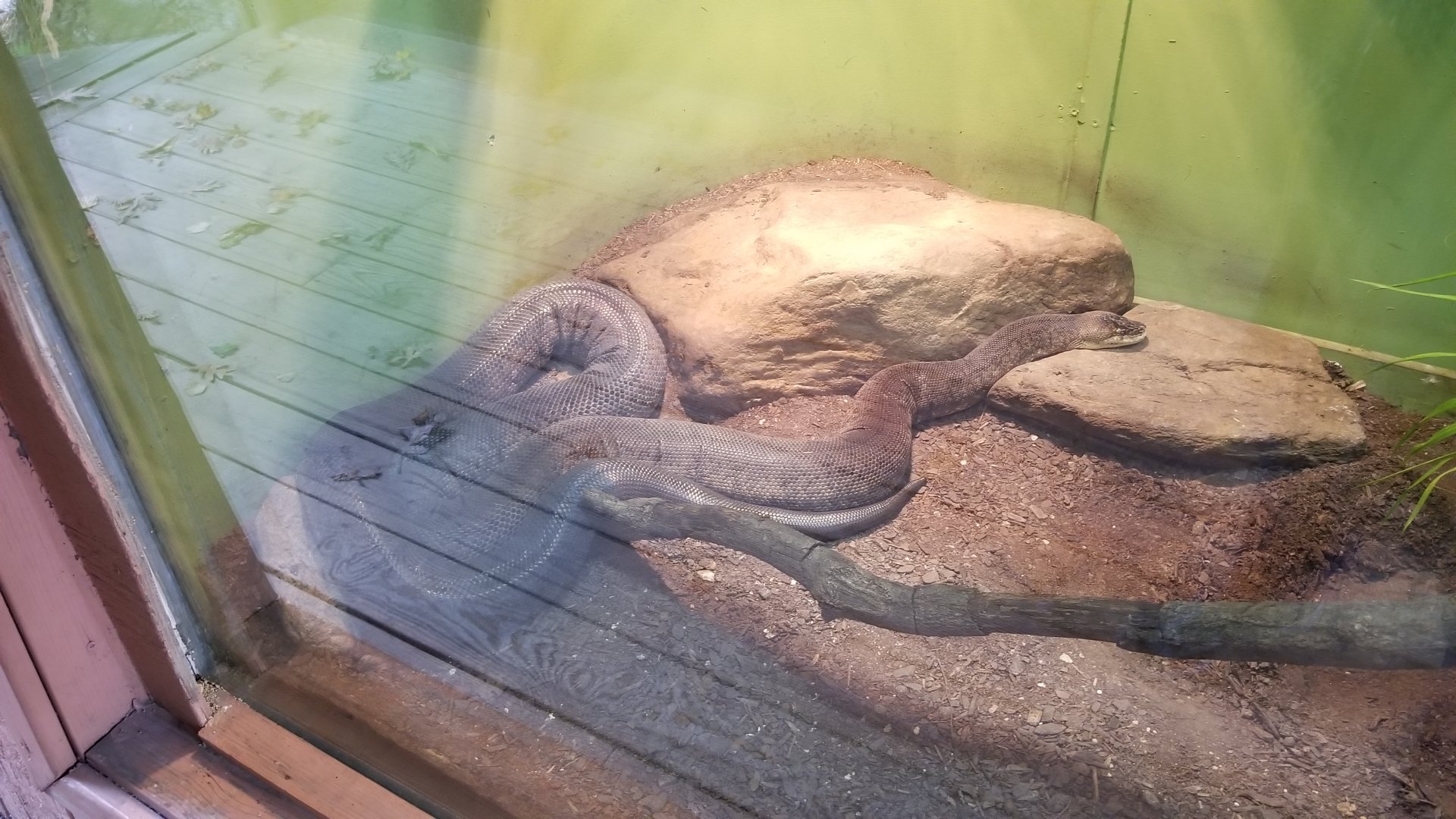 Catoctin Wildlife Preserve - "Australia Reptiles" - Macklot's python