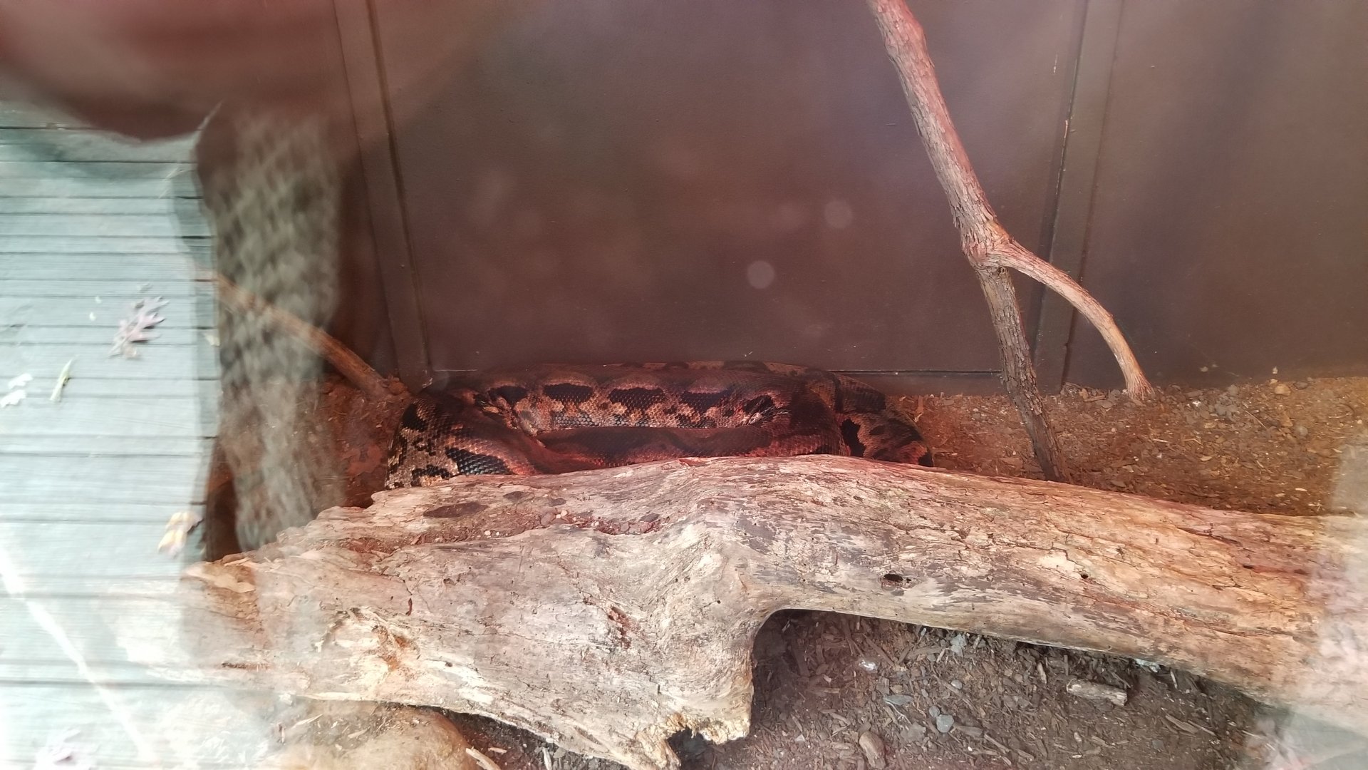 Catoctin Wildlife Preserve - "Australia Reptiles" - Madagascar Ground Boa