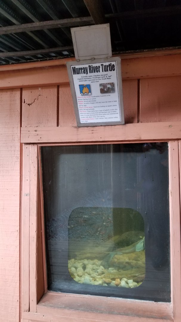 Catoctin Wildlife Preserve - "Australia Reptiles" - Murray River Turtle