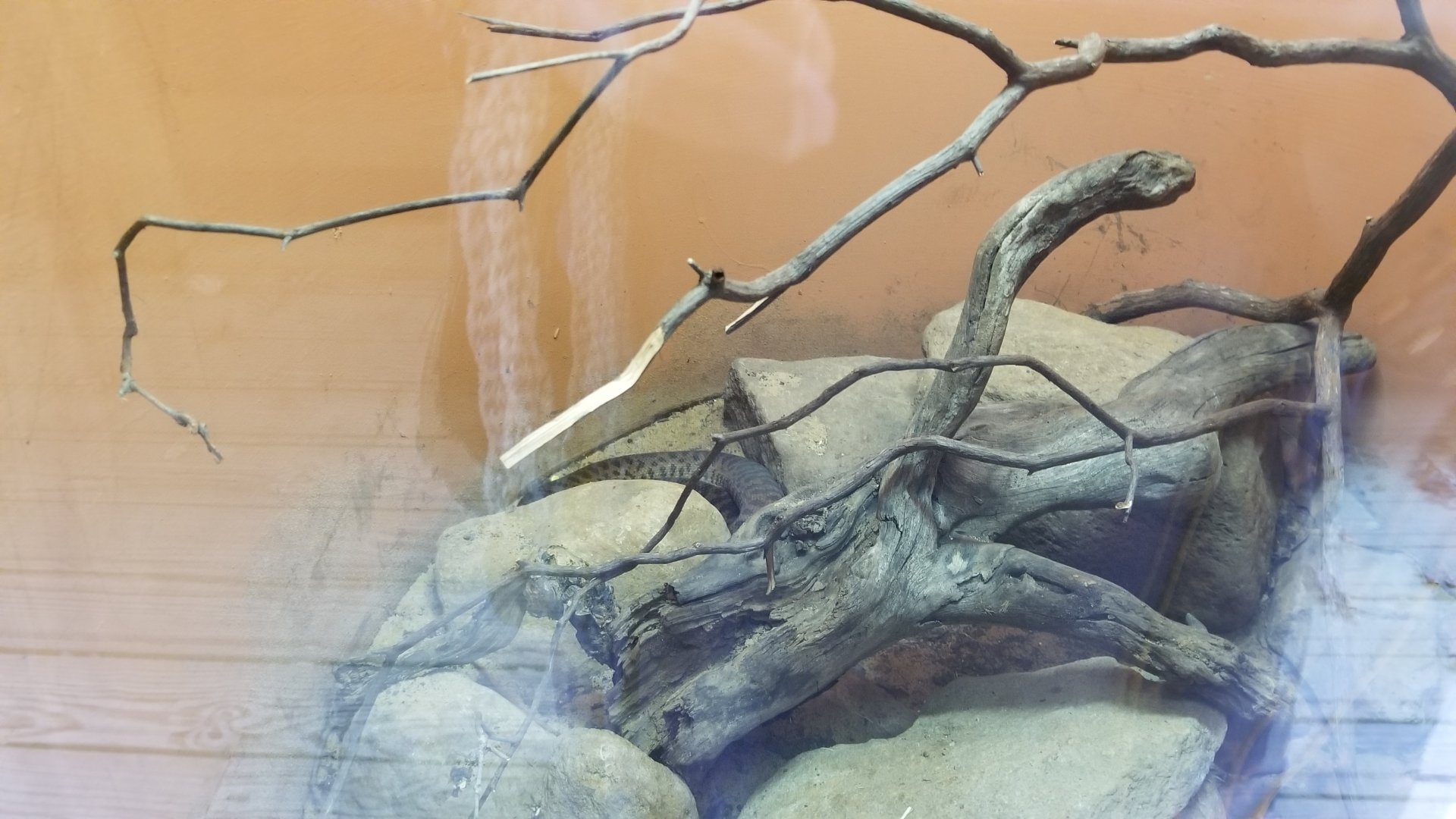 Catoctin Wildlife Preserve - "Australia Reptiles" - Spotted Python