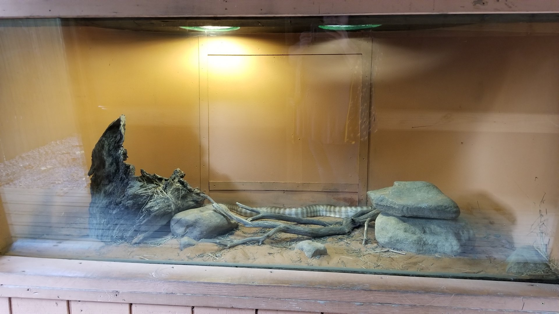 Catoctin Wildlife Preserve - "Australia Reptiles" - Woma Python