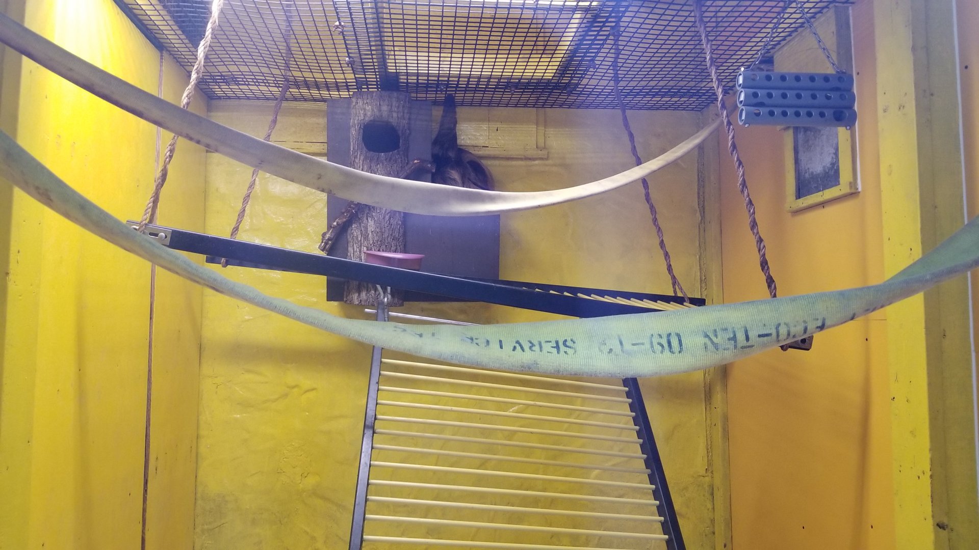 Catoctin Wildlife Preserve - Azara's Night Monkey, indoor area for Sloth