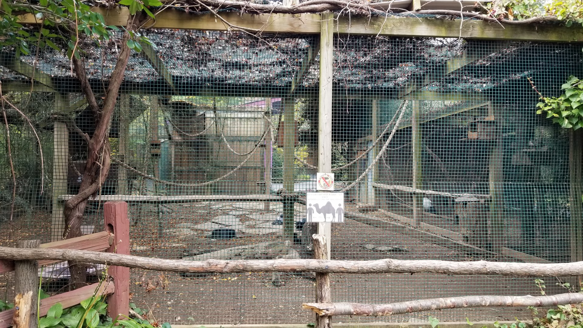 Catoctin Wildlife Preserve - B&W Ruffed Lemur, Crested Guan, what appear to be Rock Pigeon