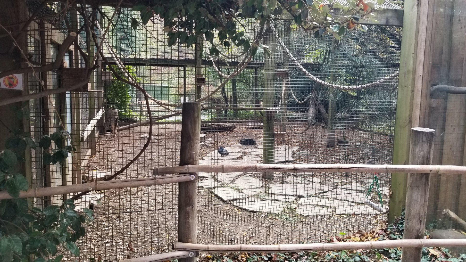 Catoctin Wildlife Preserve - B&W Ruffed Lemur, Crested Guan, what appear to be Rock Pigeon