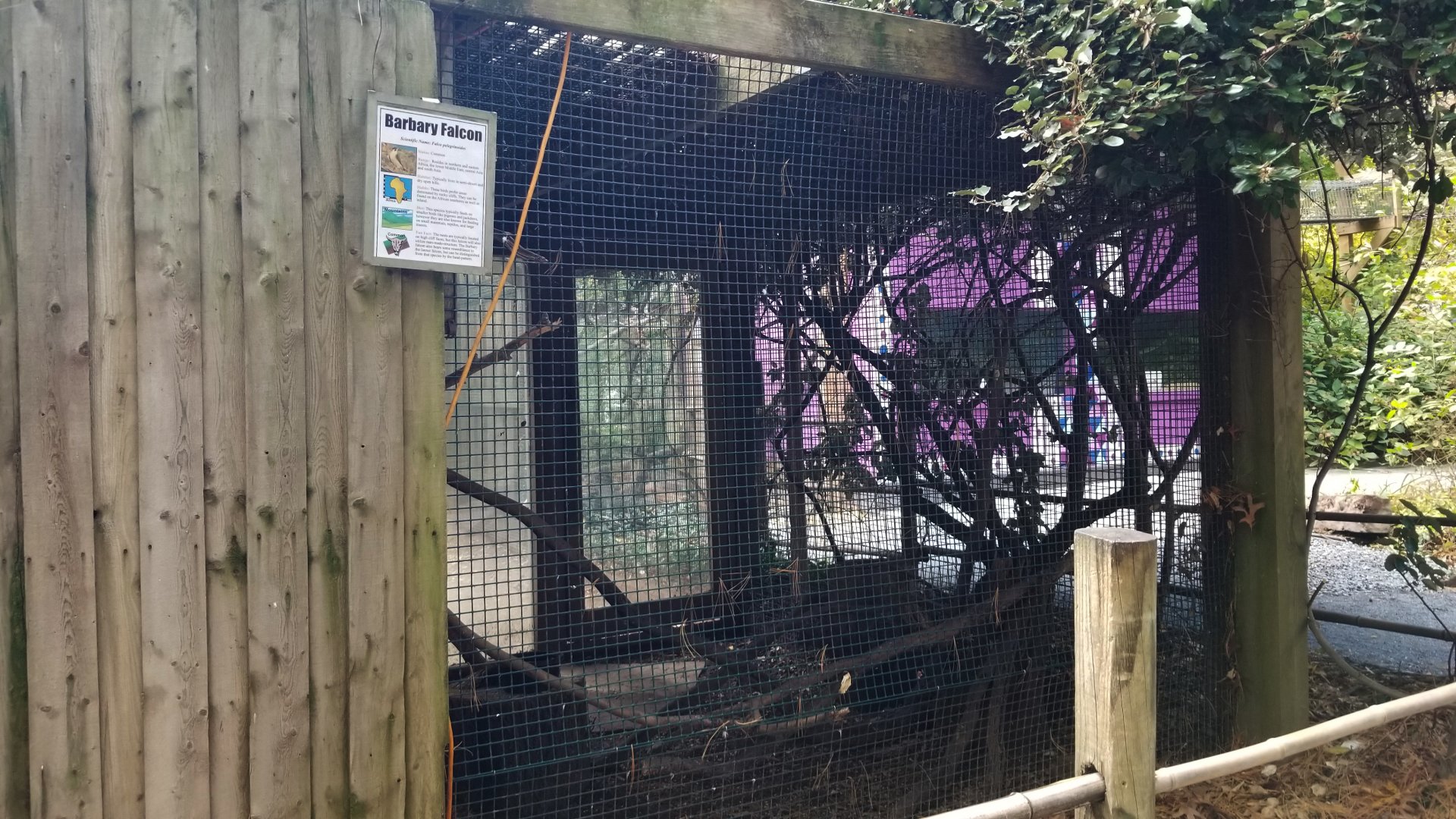 Catoctin Wildlife Preserve - Barbary Falcon