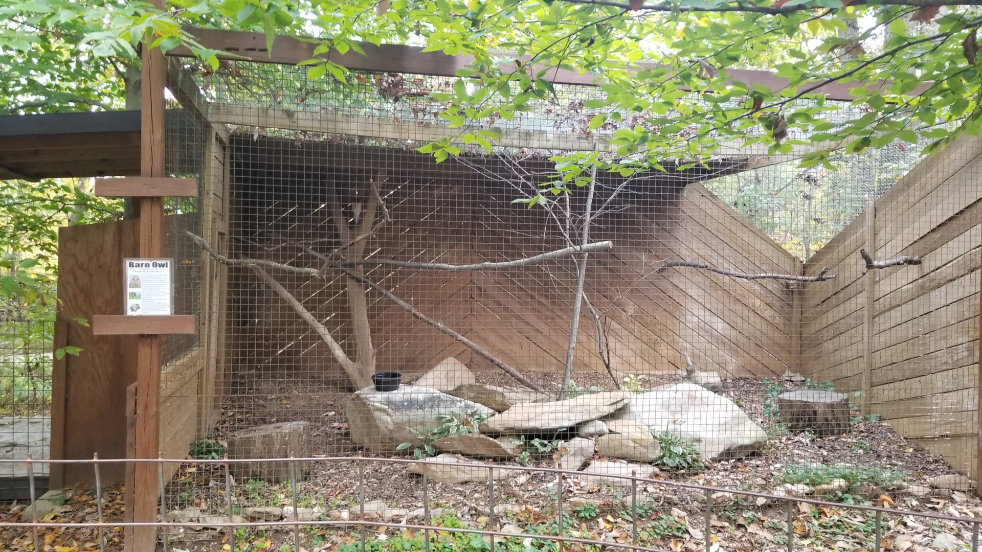 Catoctin Wildlife Preserve - Barn owl