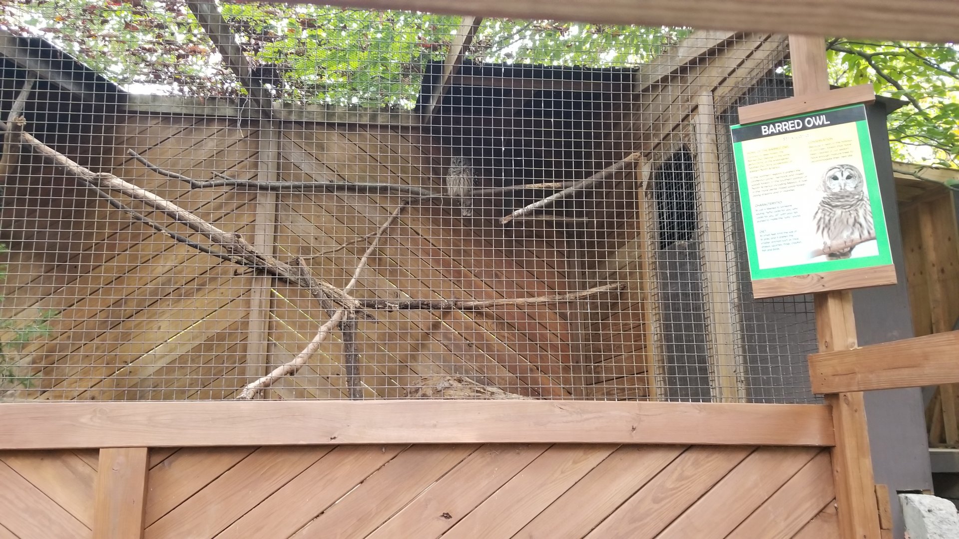 Catoctin Wildlife Preserve - Barred Owl