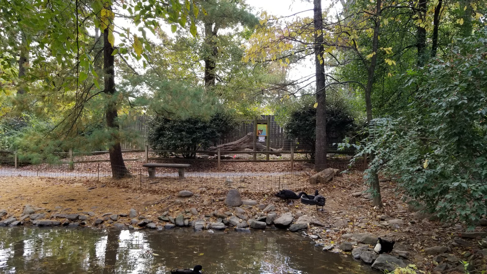 Catoctin Wildlife Preserve - Black swans, dingo exhibit across little pond (path is a loop)