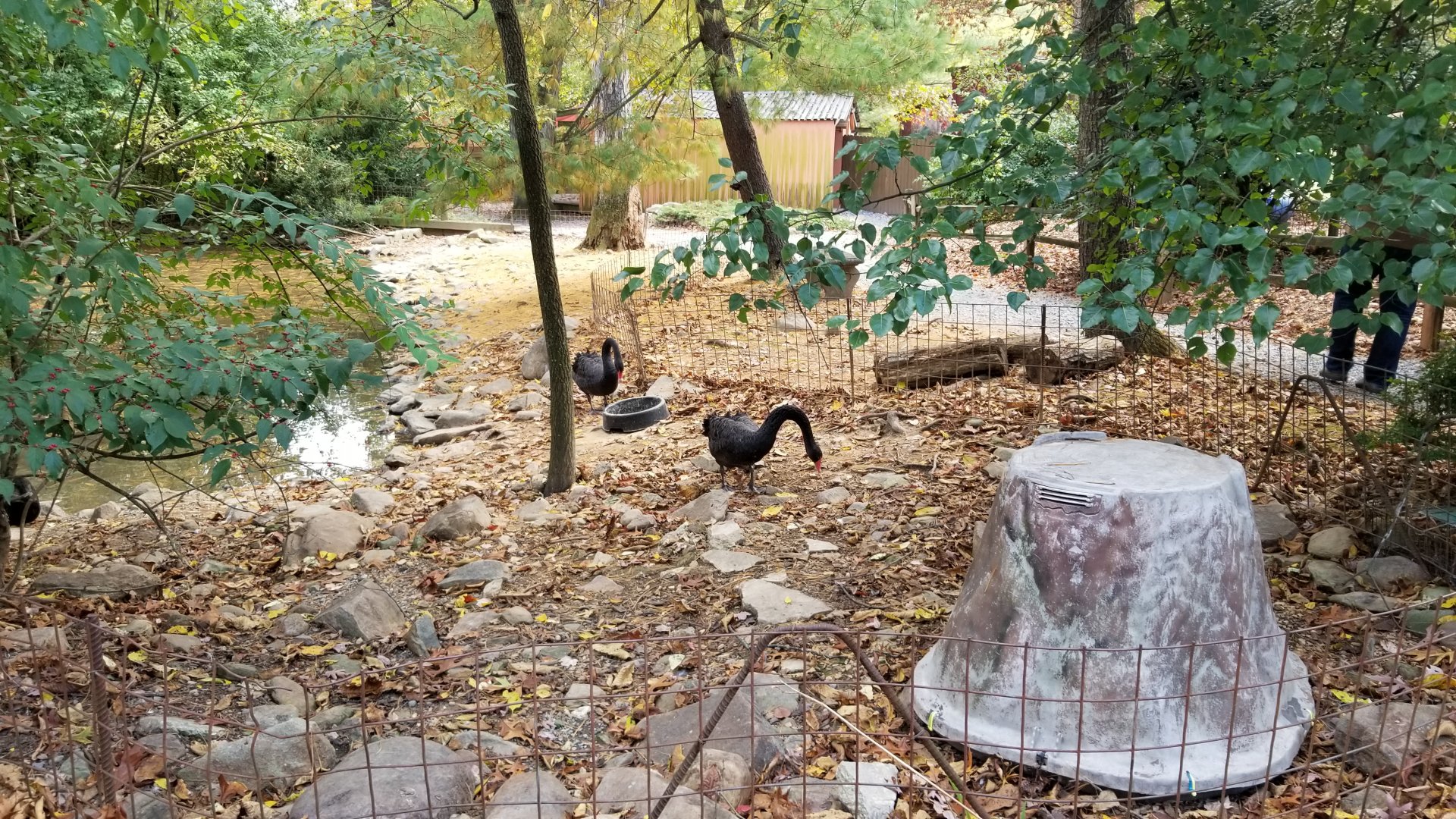 Catoctin Wildlife Preserve - Black swans