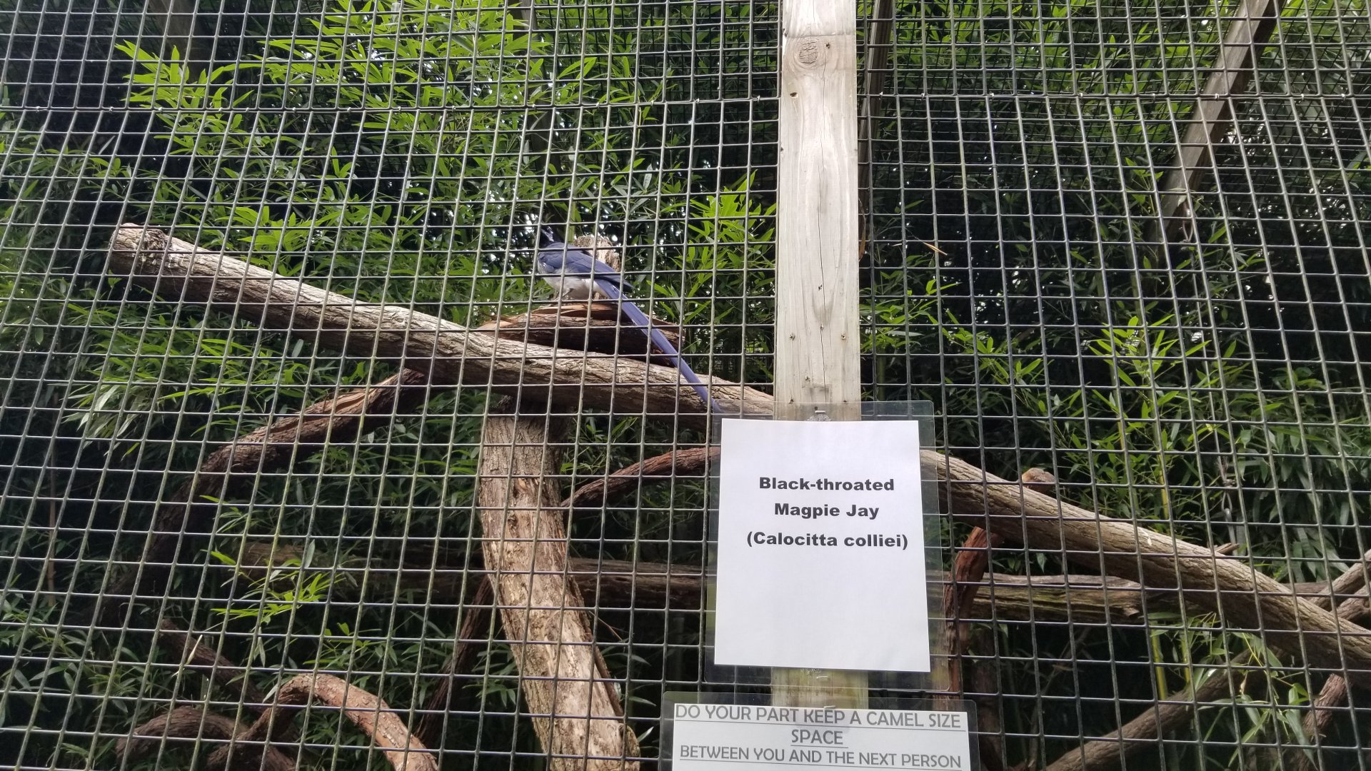 Catoctin Wildlife Preserve - Black-throated Magpie-Jay