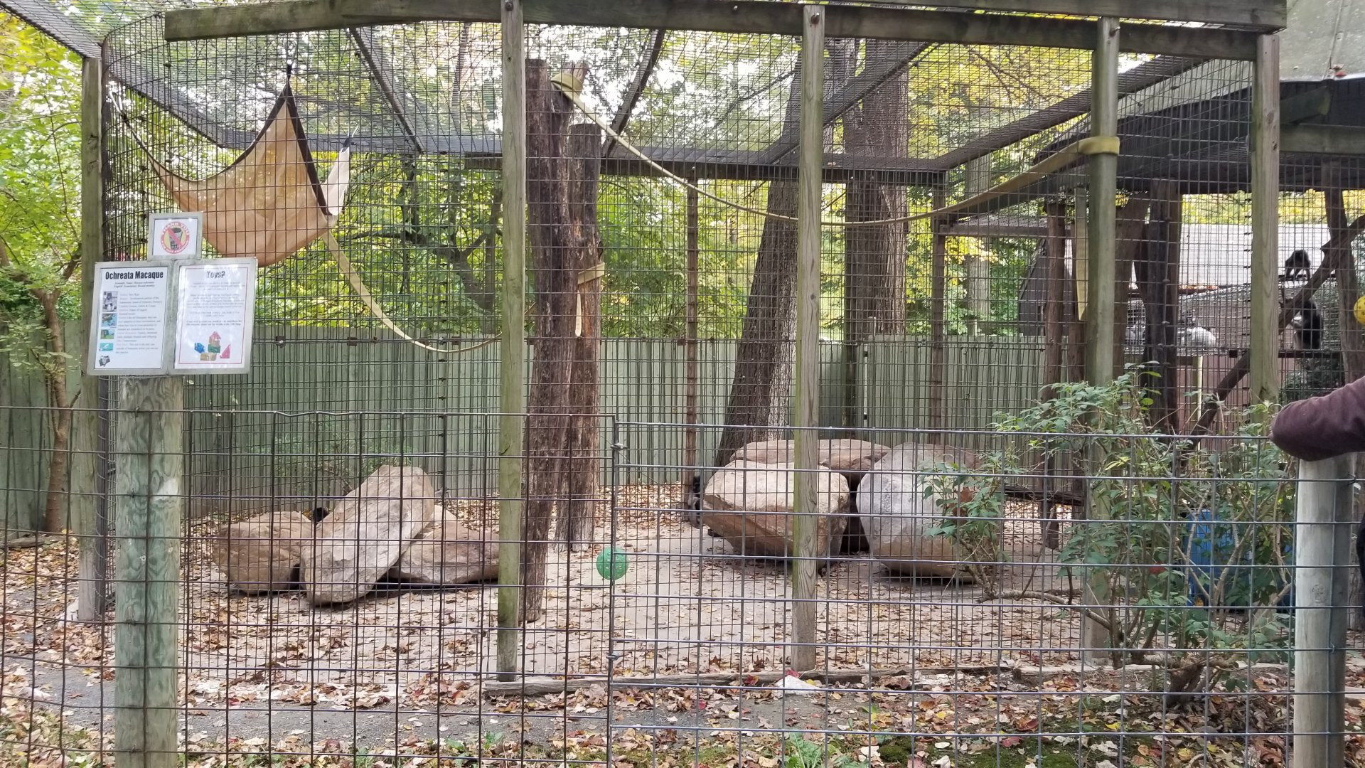 Catoctin Wildlife Preserve - Booted Macaques