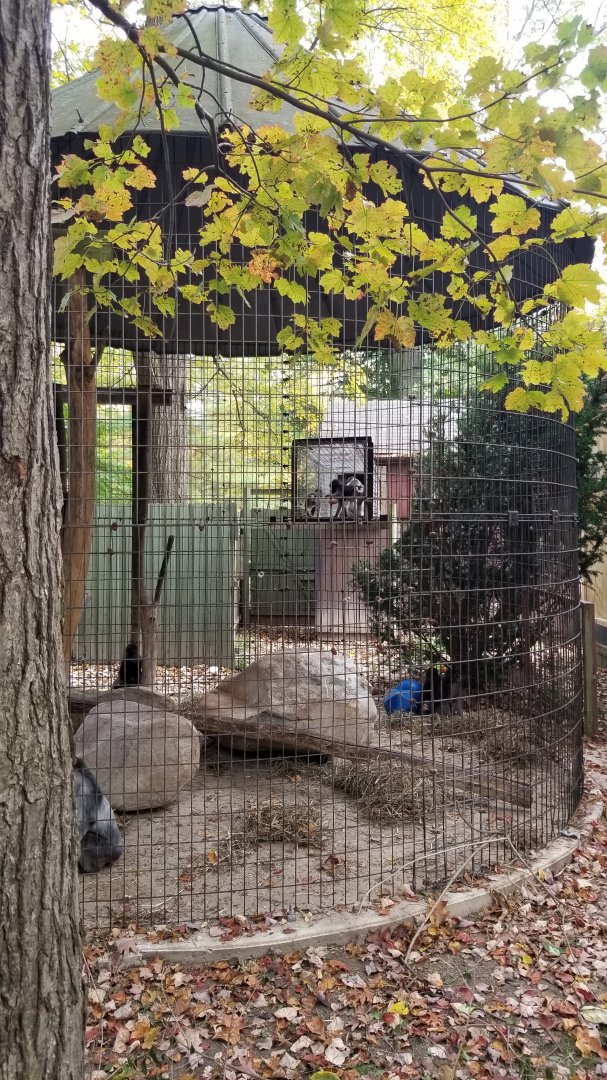 Catoctin Wildlife Preserve - Booted Macaques