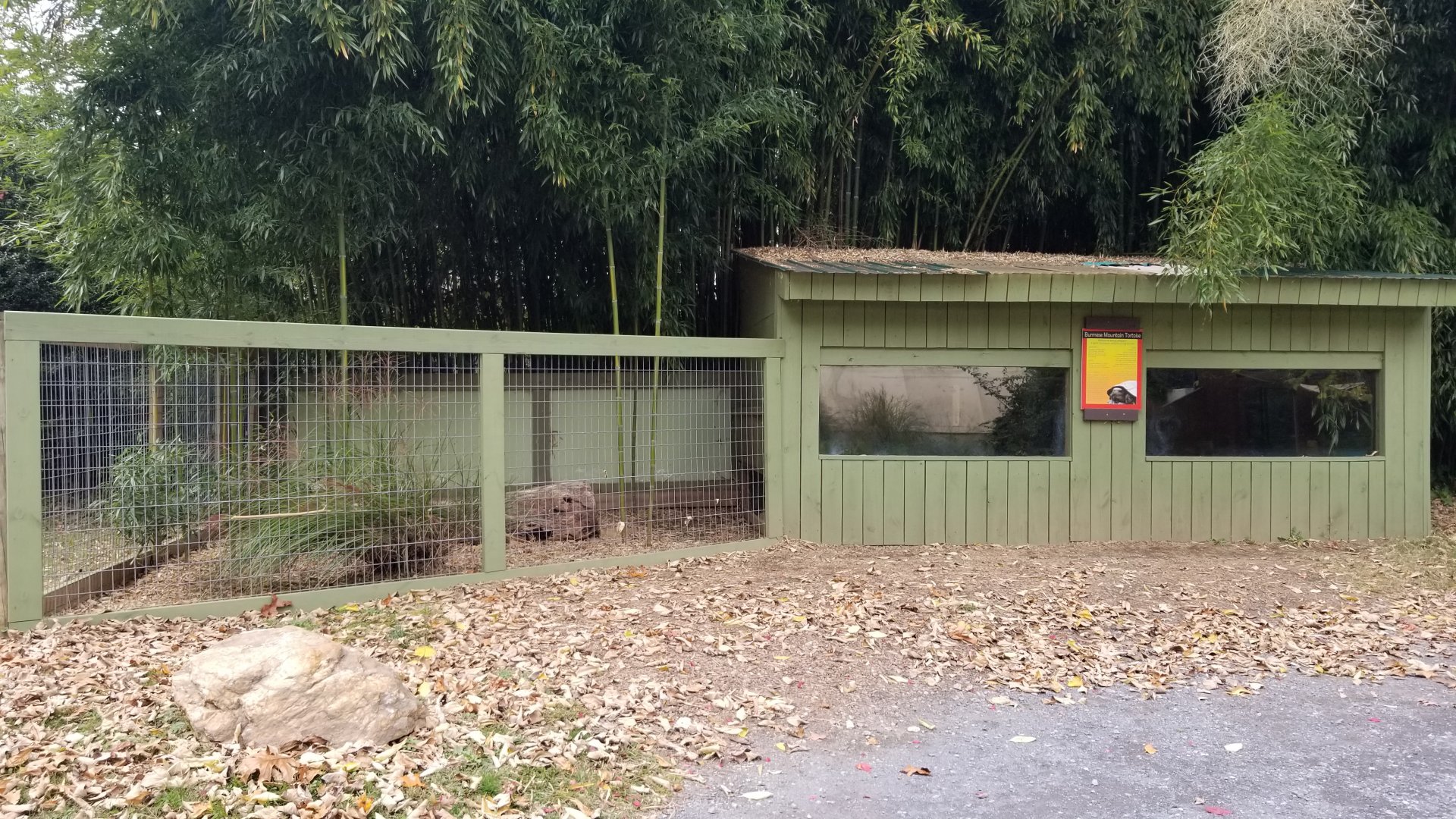 Catoctin Wildlife Preserve - Burmese Mountain Tortoise