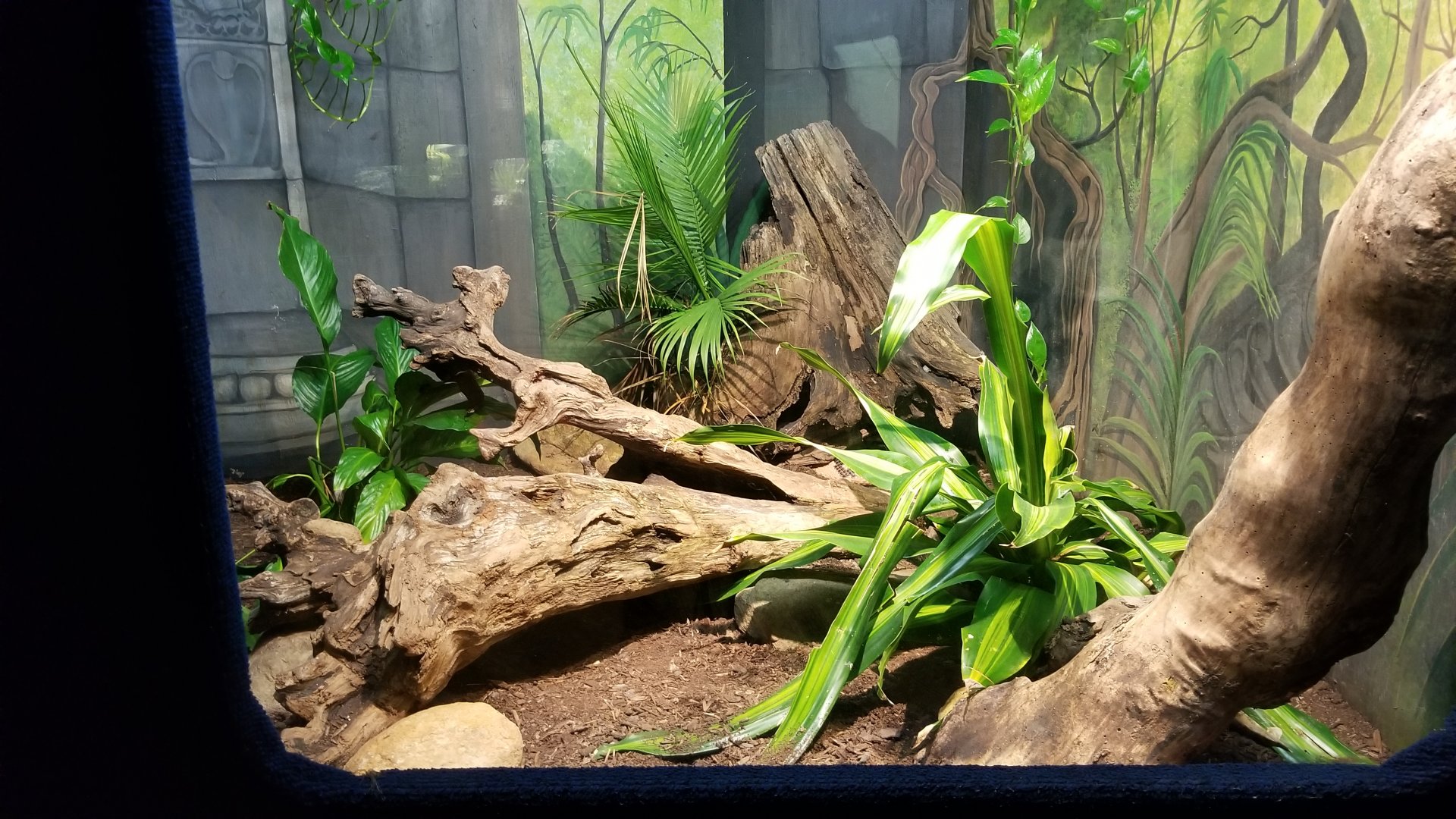 Catoctin Wildlife Preserve - Bushmaster exhibit