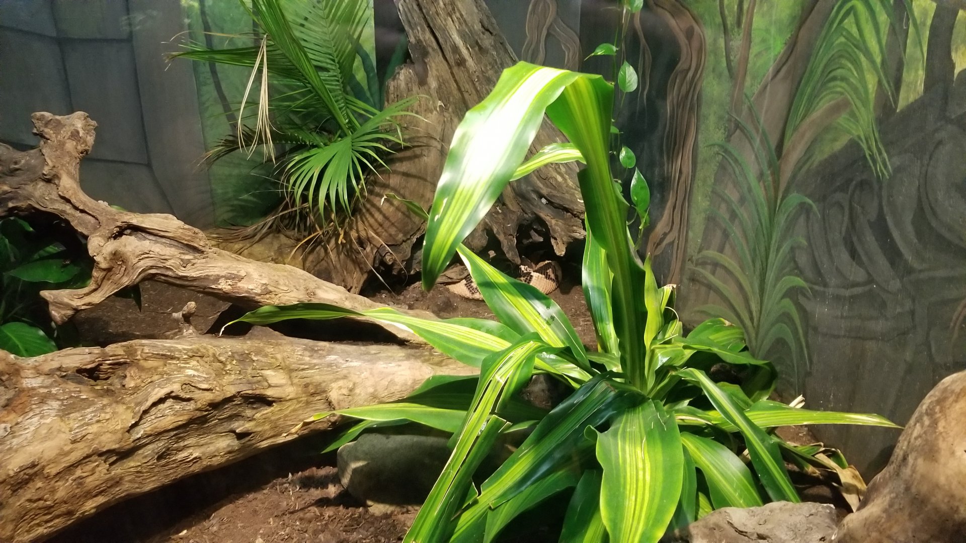 Catoctin Wildlife Preserve - Bushmaster