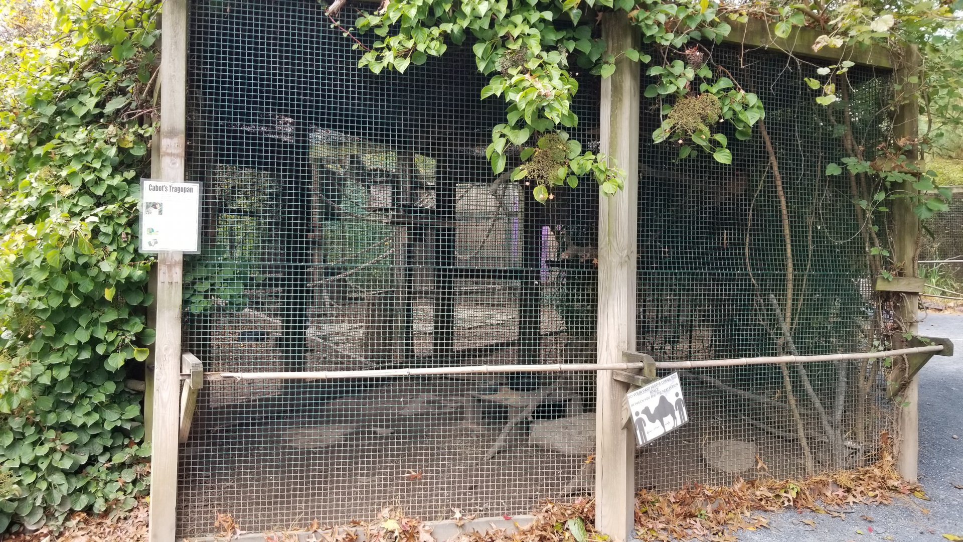 Catoctin Wildlife Preserve - Cabot's Tragopan