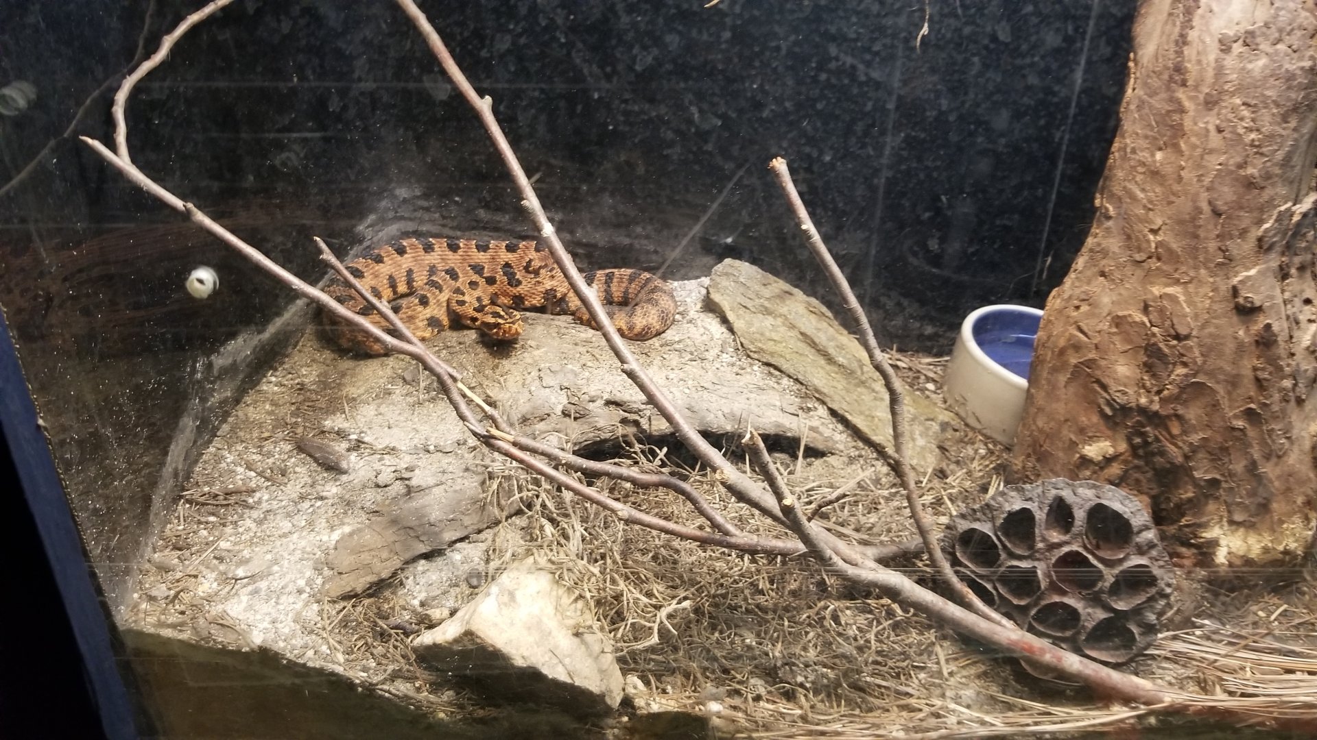 Catoctin Wildlife Preserve - Carolina Pygmy Rattlesnake