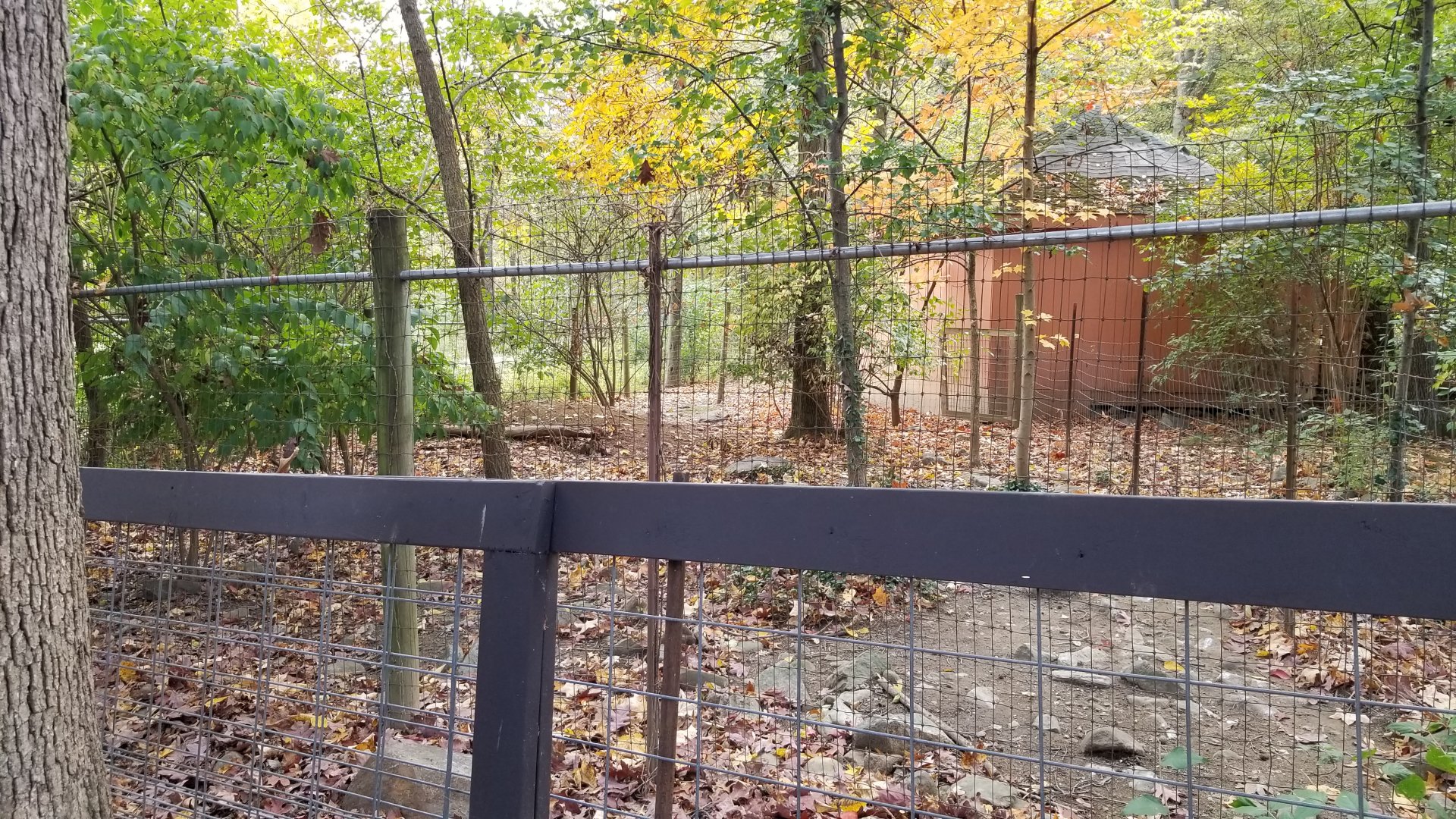 Catoctin Wildlife Preserve - Cassowary, Cape Barren Goose