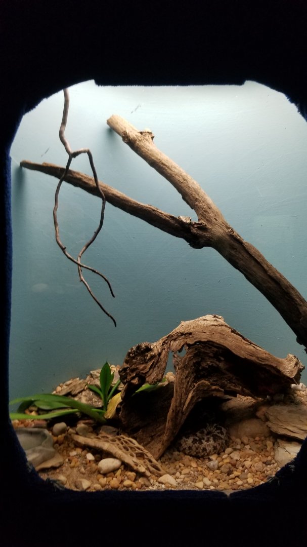 Catoctin Wildlife Preserve - Castinga Lancehead