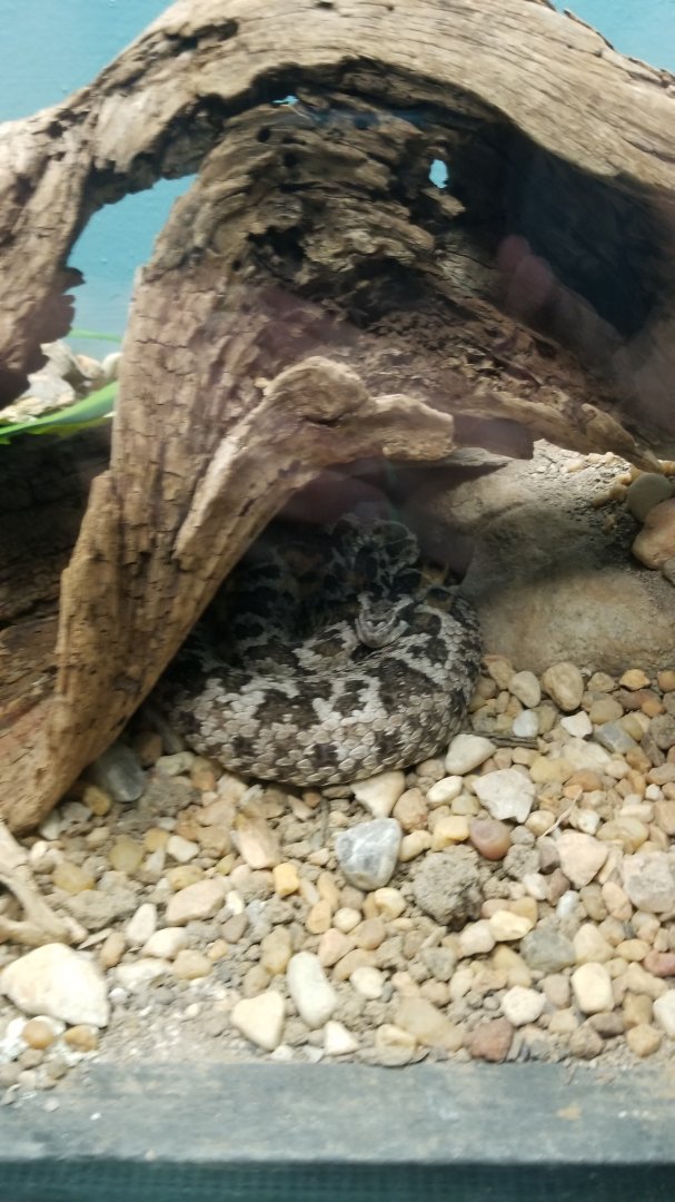 Catoctin Wildlife Preserve - Castinga Lancehead