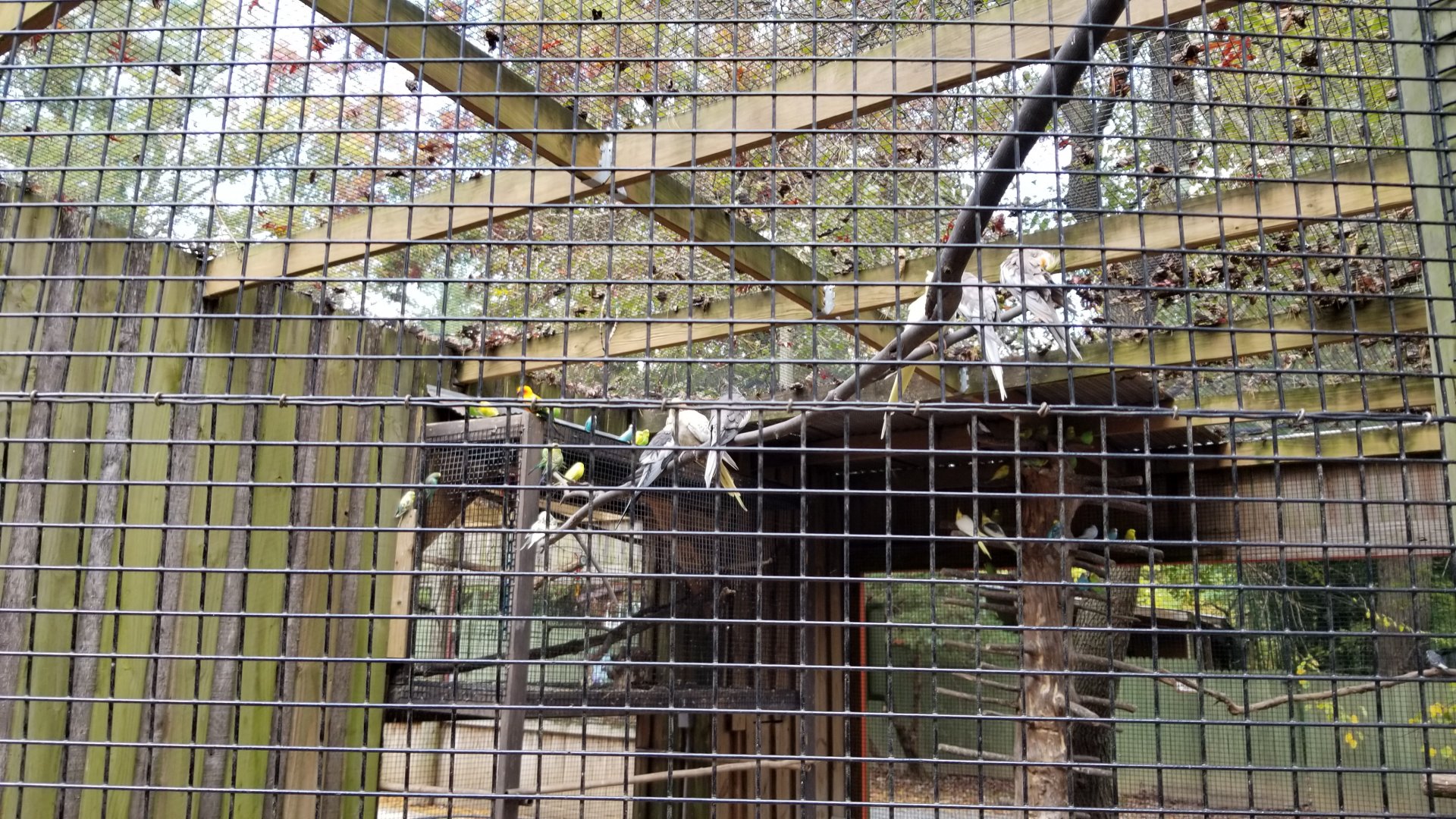 Catoctin Wildlife Preserve - Cockatiels in Budgie aviary