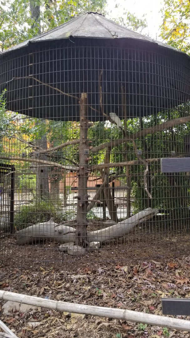 Catoctin Wildlife Preserve - Cockatoo, unknown species, assuming sulphur-crested