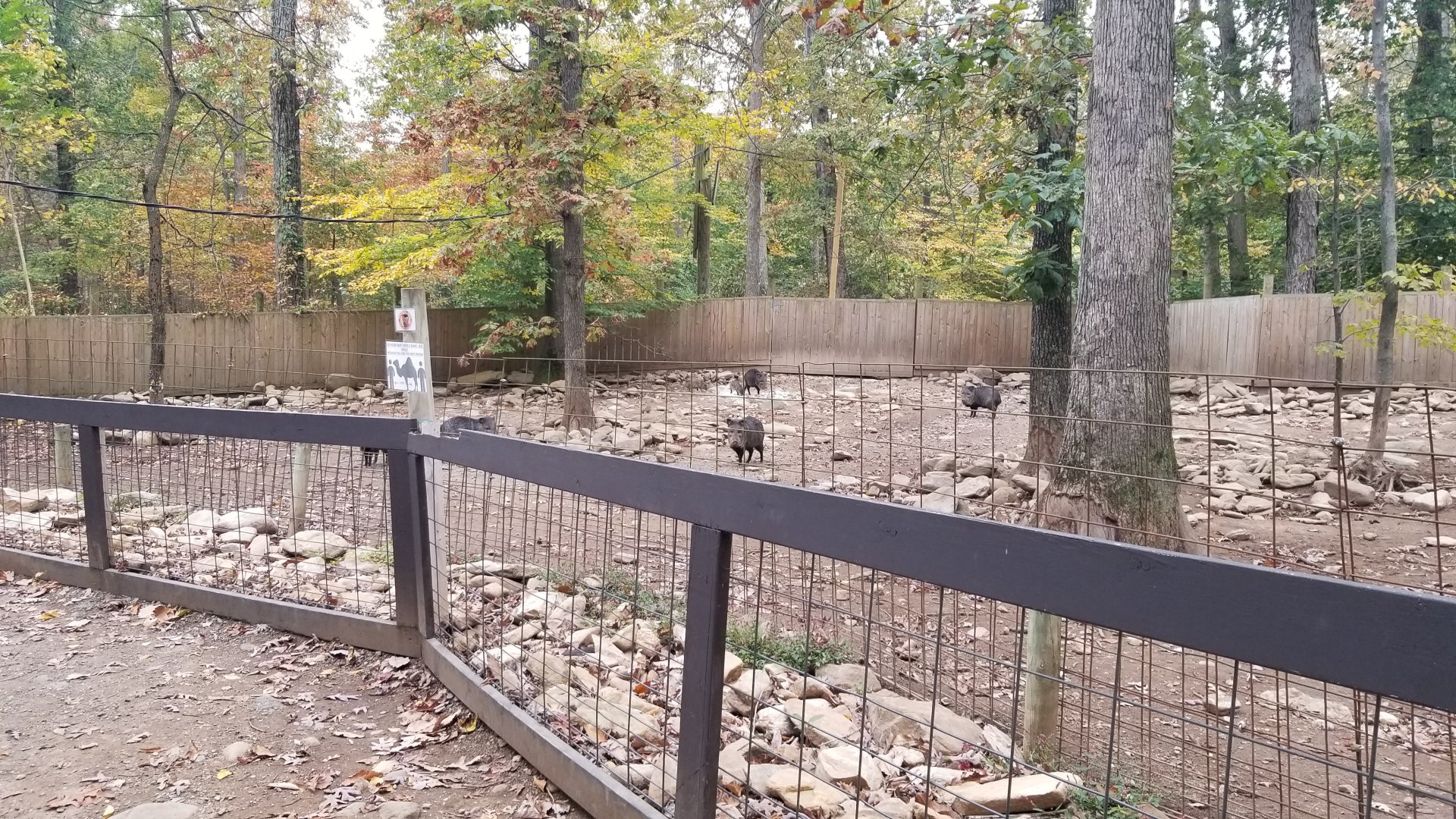 Catoctin Wildlife Preserve - Collared Peccaries