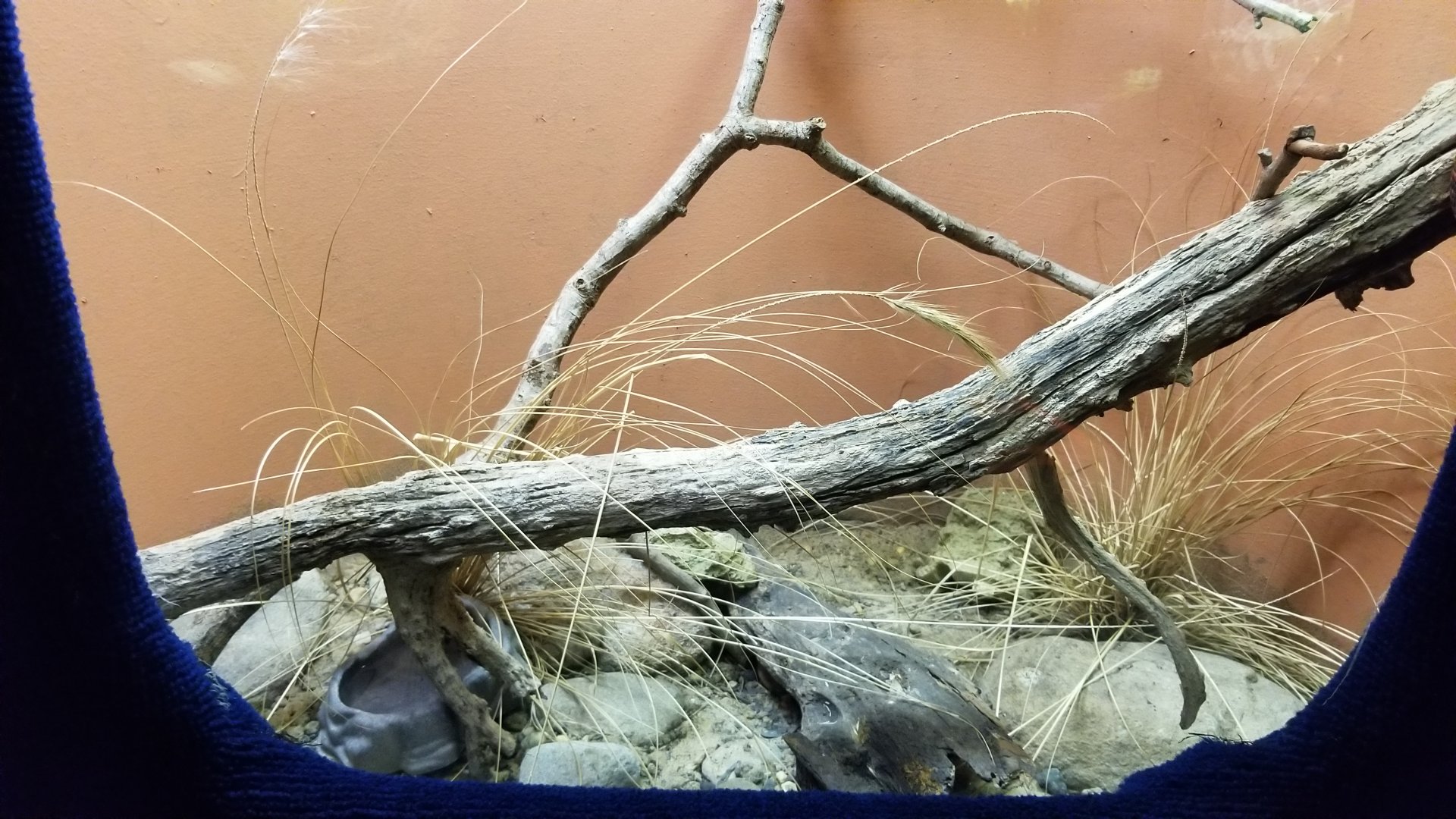 Catoctin Wildlife Preserve - Collett's Snake exhibit