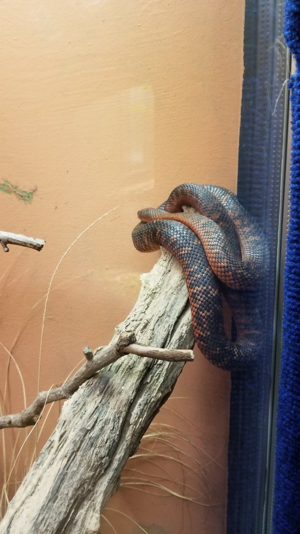 Catoctin Wildlife Preserve - Collett's Snake