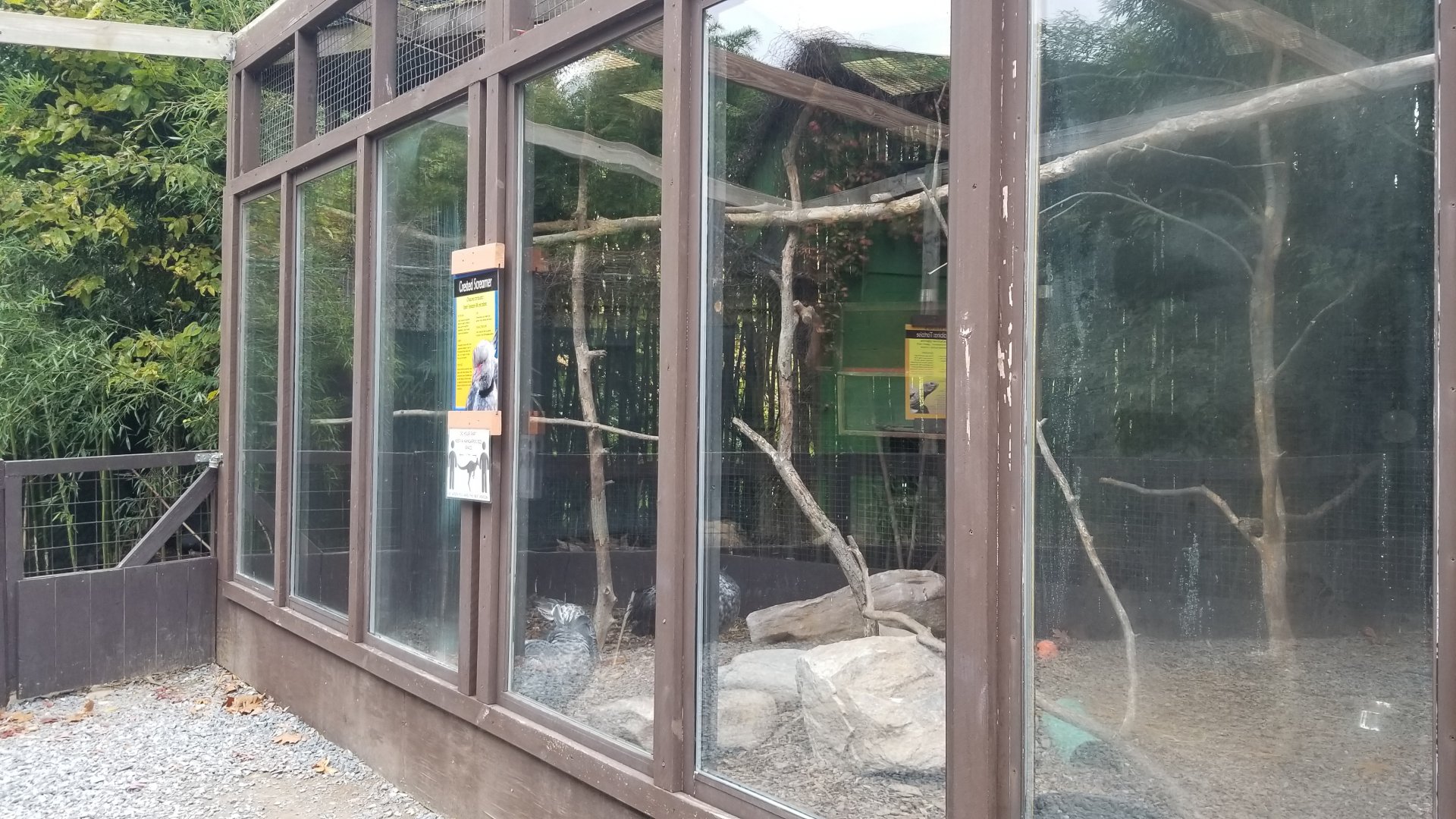 Catoctin Wildlife Preserve - Crested screamer, Chachalaca
