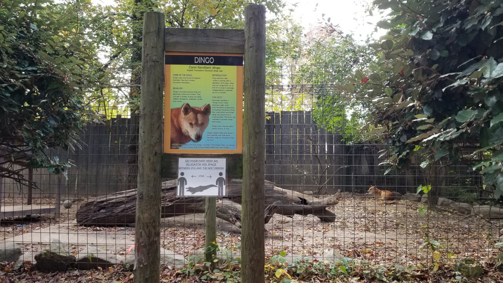 Catoctin Wildlife Preserve - Dingos