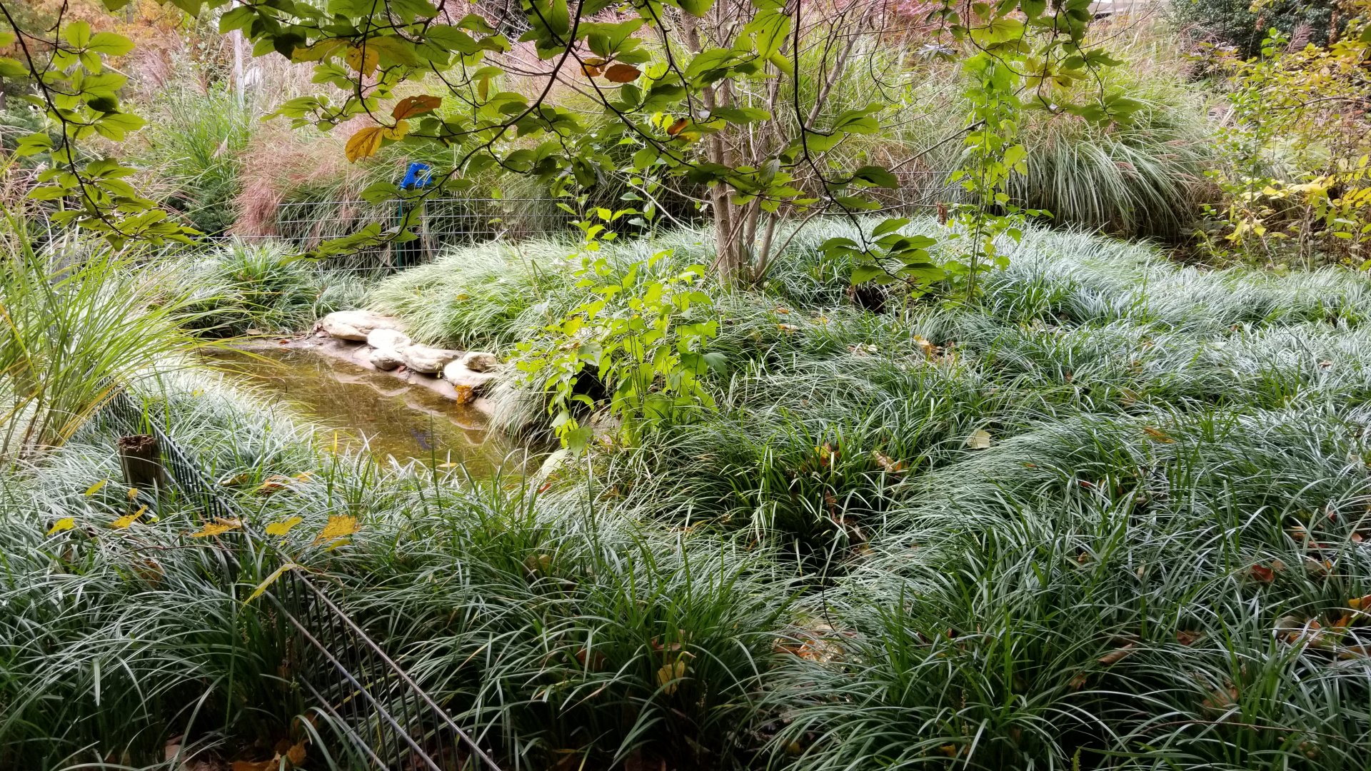 Catoctin Wildlife Preserve - Eastern Box Turtle pond