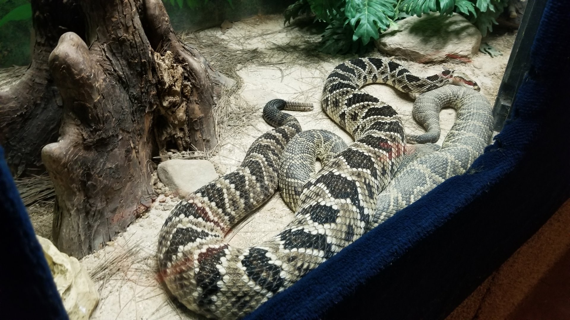 Catoctin Wildlife Preserve - Eastern Diamondback, Timber x Eastern Diamondback hybrid