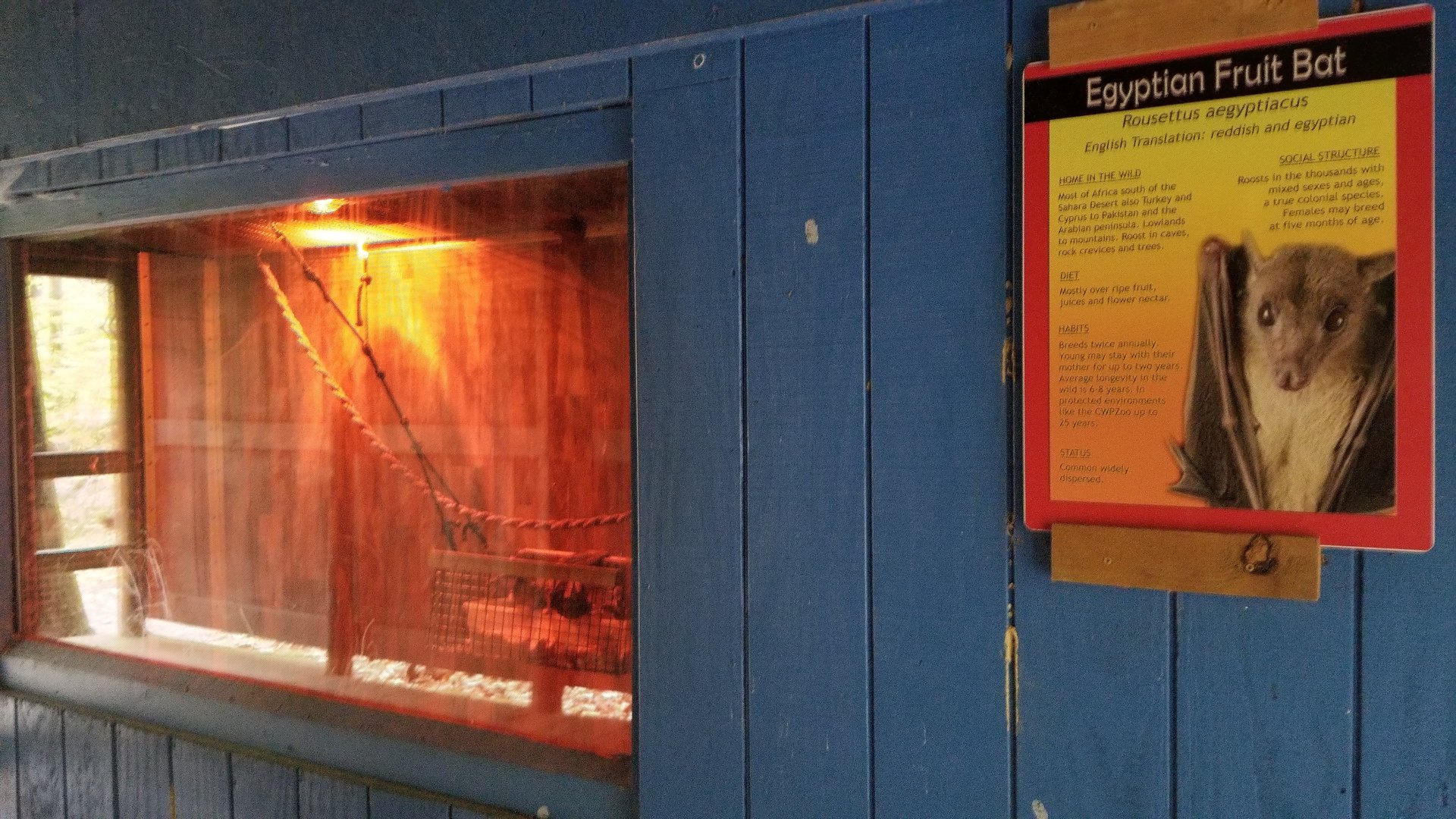 Catoctin Wildlife Preserve - Egyptian Fruit bat