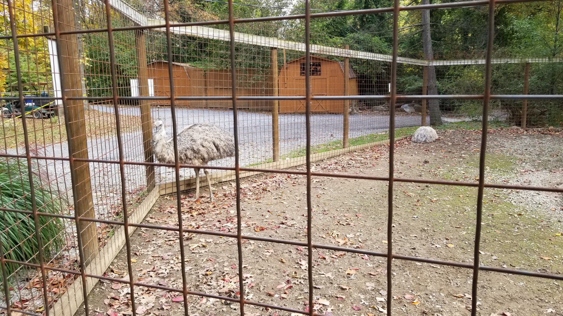 Catoctin Wildlife Preserve - Emus