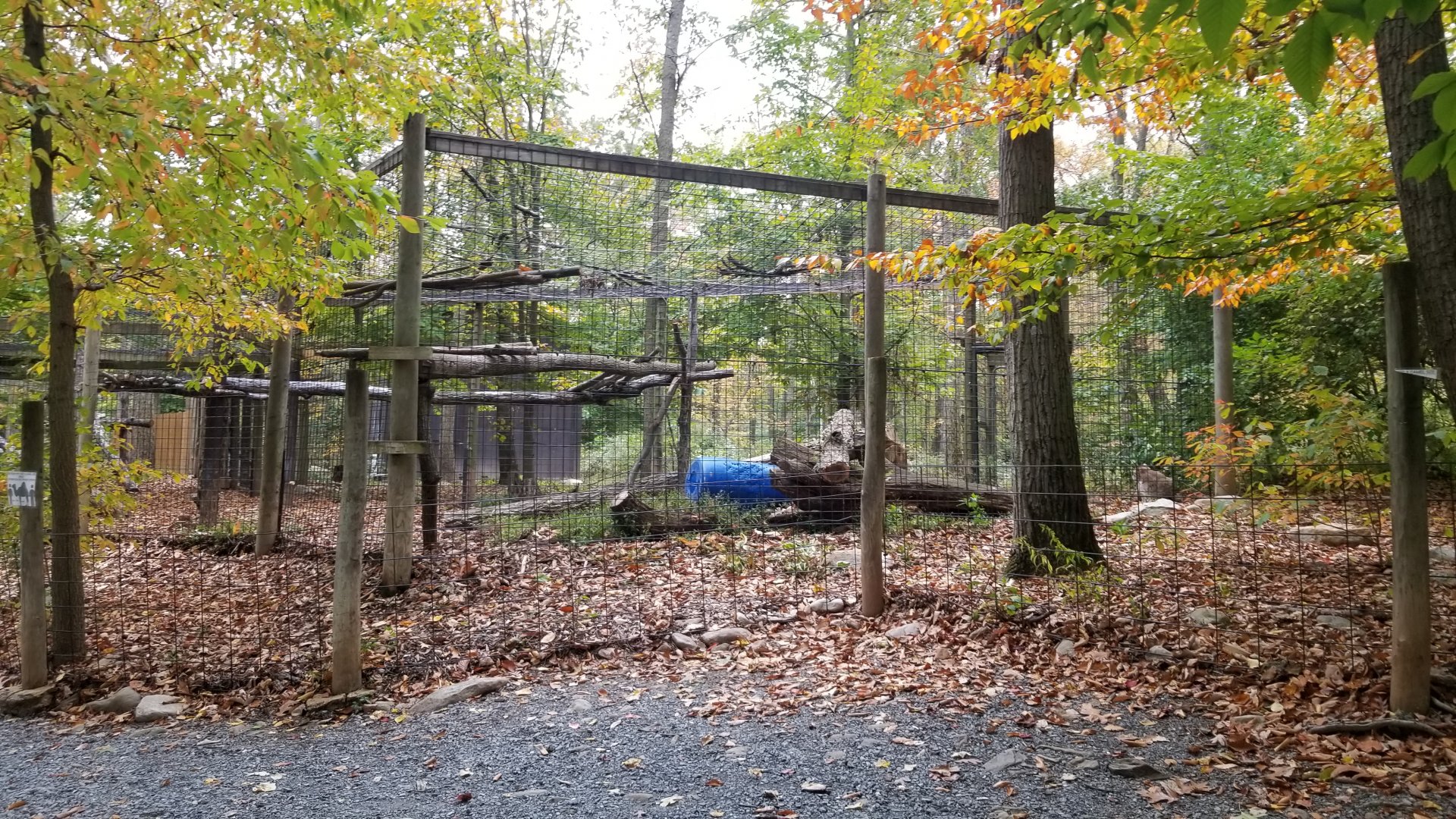 Catoctin Wildlife Preserve - Eurasian lynx (cat is in far right bottom corner)